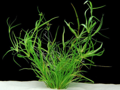 Юнкус репенс, с грузом